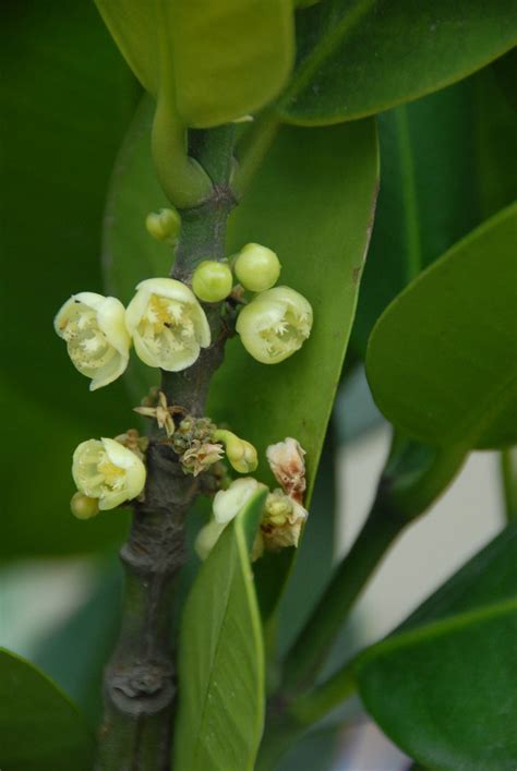 福木開花|福木Garcinia subelliptica藤黃科